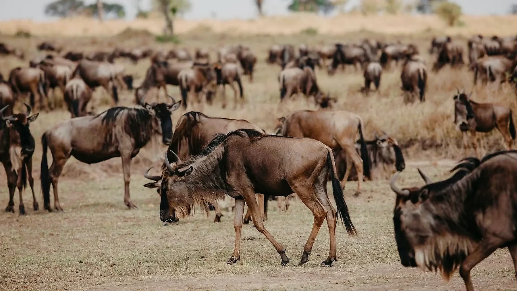 Great Migration herds crossing in the Serengeti ecosystem