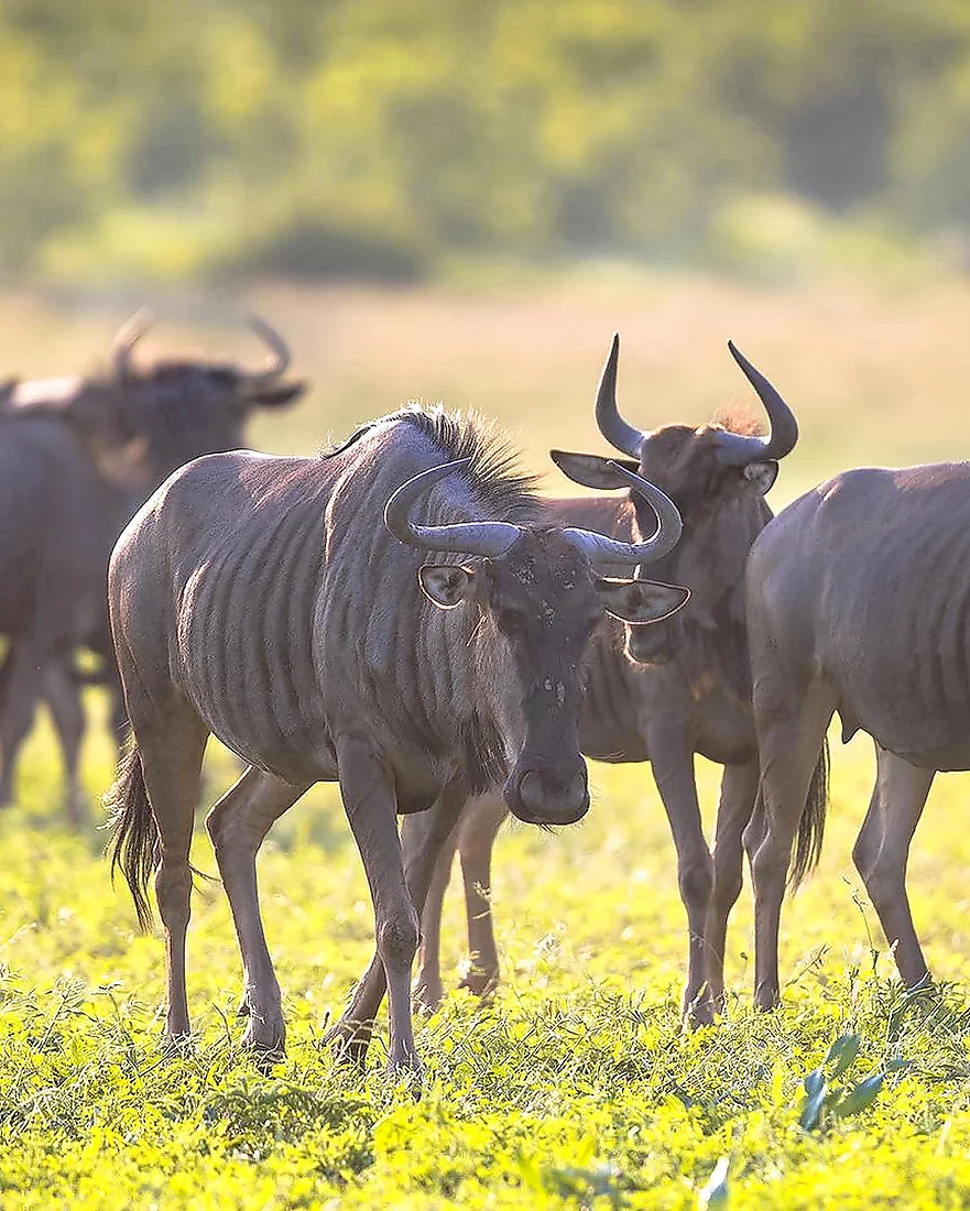 Great Migration Safari