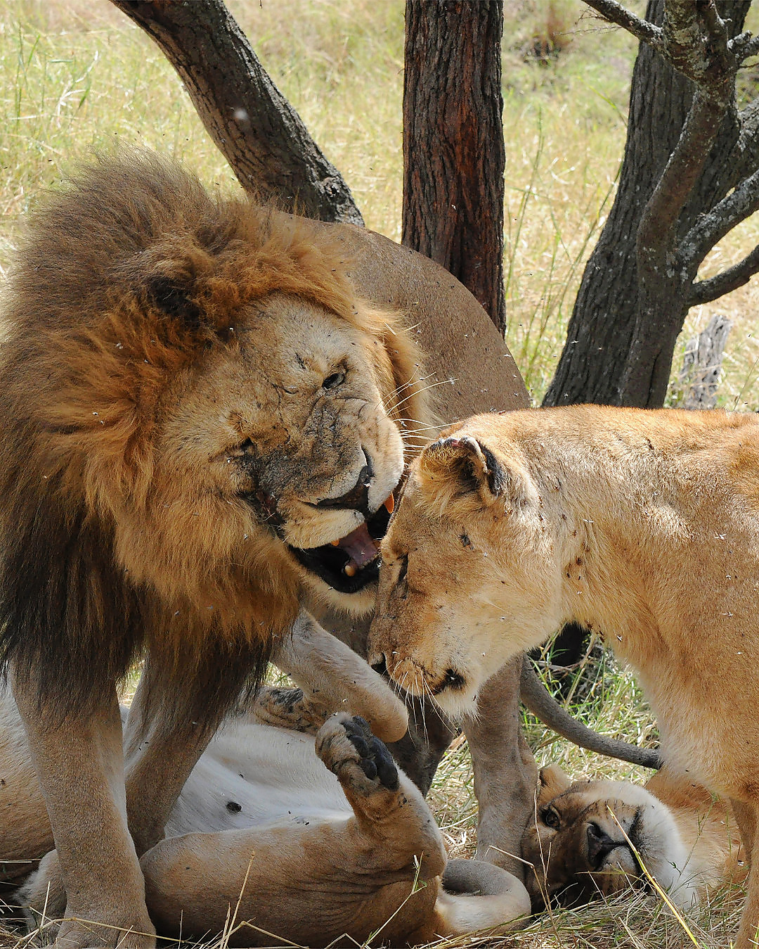7-Day Camping Safari