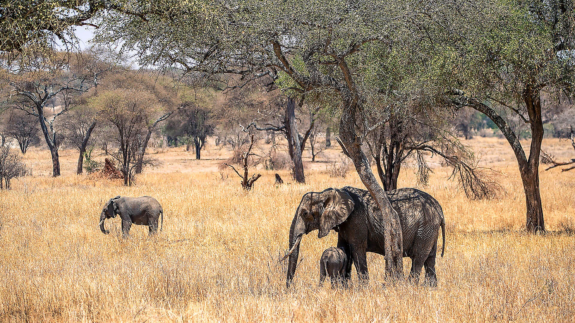 Tarangire National Park