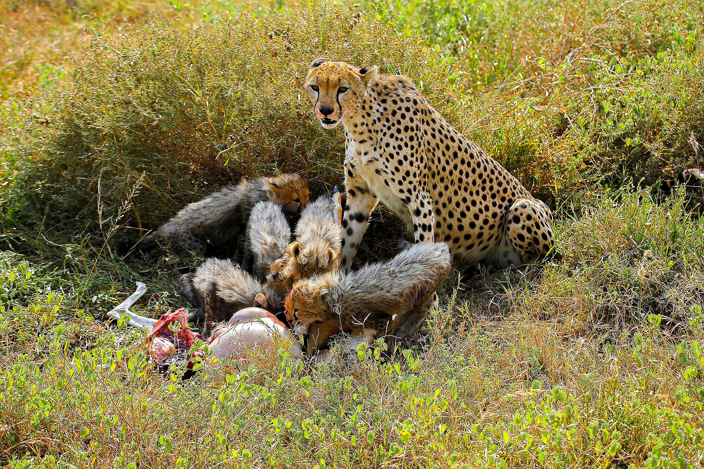 ruaha