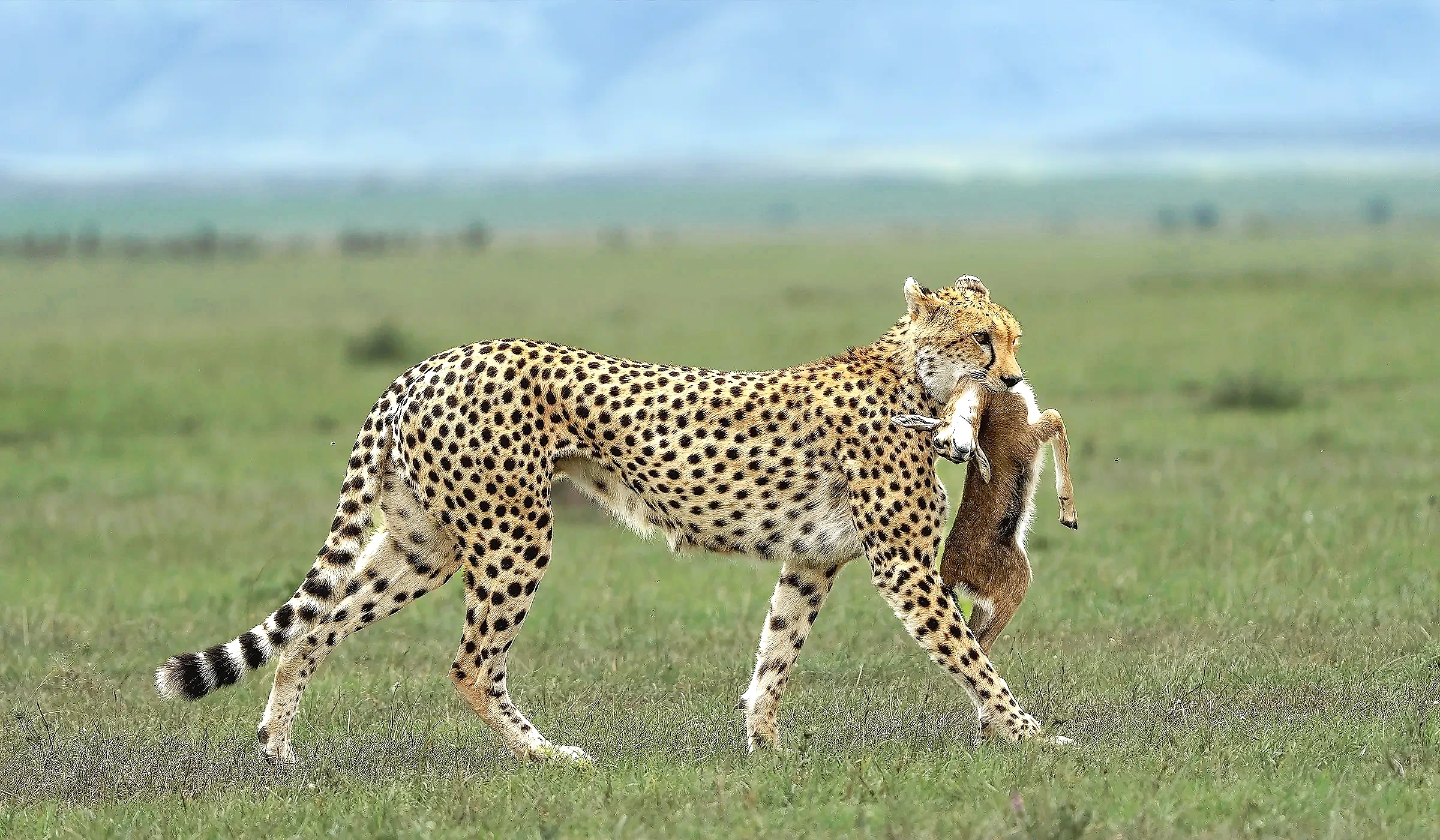 3-Day Budget Great Migration River Crossing Tanzania Safari from Arusha for Couples | 11 March 2028 Travel